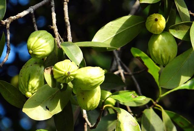 ¿Qué es la Garcinia Cambogia?, ¿Ayuda a adelgazar? Resolvemos tus dudas.